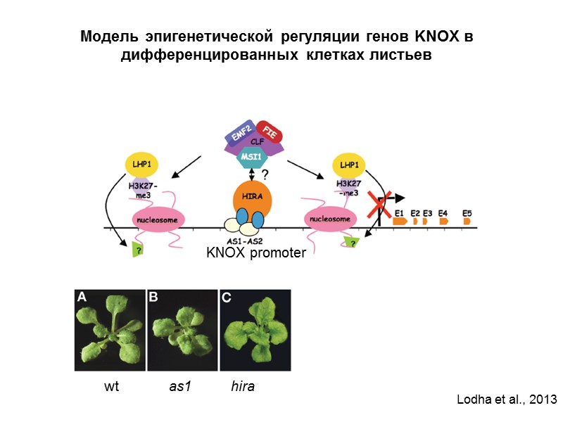 Модель эпигенетической регуляции генов KNOX в дифференцированных клетках листьев   wt  